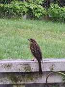 Gulspurv (Emberiza citrinella)