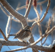 Gråtrost (Turdus pilaris)