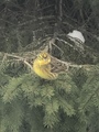 Gulspurv (Emberiza citrinella)