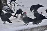 Kaie (Corvus monedula)