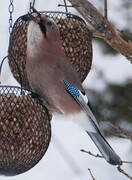 Nøtteskrike (Garrulus glandarius)