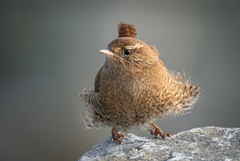 Gjerdesmett (Troglodytes troglodytes)