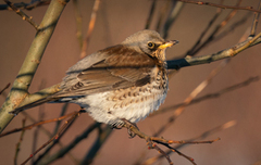 Gråtrost (Turdus pilaris)