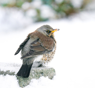 Gråtrost (Turdus pilaris)