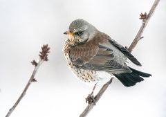 Gråtrost (Turdus pilaris)