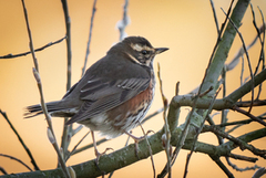 Rødvingetrost (Turdus iliacus)