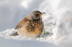 Gråtrost (Turdus pilaris)