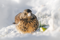 Gråtrost (Turdus pilaris)