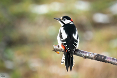 Flaggspett (Dendrocopos major)