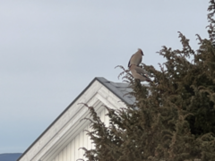 Sidensvans (Bombycilla garrulus)