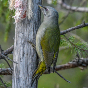 Gråspett (Picus canus)