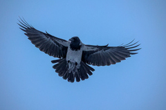 Kråke (Corvus cornix)