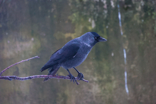 Kaie (Corvus monedula)