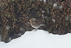 Gråtrost (Turdus pilaris)