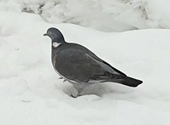 Ringdue (Columba palumbus)