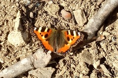 Neslesommerfugl (Aglais urticae)