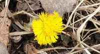 Hestehov (Tussilago farfara)