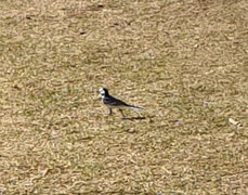 Linerle (Motacilla alba)