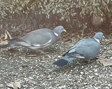 Ringdue (Columba palumbus)