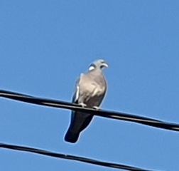 Ringdue (Columba palumbus)