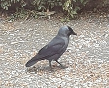 Kaie (Corvus monedula)