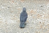 Kaie (Corvus monedula)