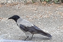 Kråke (Corvus cornix)