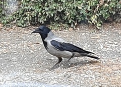 Kråke (Corvus cornix)