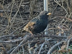 Stær (Sturnus vulgaris)