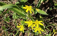 Gullstjerne (Gagea lutea)