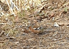 Bokfink (Fringilla coelebs)