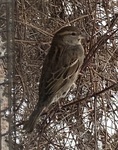 Gråspurv (Passer domesticus)