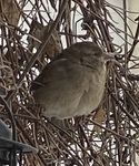 Gråspurv (Passer domesticus)