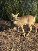 Rådyr (Capreolus capreolus)