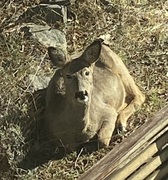 Rådyr (Capreolus capreolus)