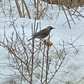 Gråtrost (Turdus pilaris)