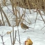 Rødstrupe (Erithacus rubecula)