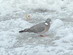 Ringdue (Columba palumbus)