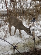 Rådyr (Capreolus capreolus)