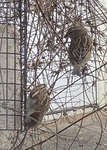 Gråspurv (Passer domesticus)