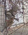 Gråspurv (Passer domesticus)