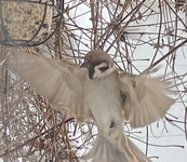 Pilfink (Passer montanus)