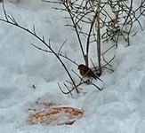 Rødstrupe (Erithacus rubecula)