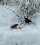 Stær (Sturnus vulgaris)