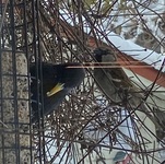 Stær (Sturnus vulgaris)