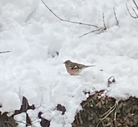 Bokfink (Fringilla coelebs)