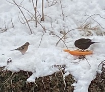 Bokfink (Fringilla coelebs)