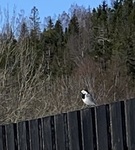 Linerle (Motacilla alba)