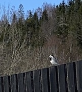 Linerle (Motacilla alba)