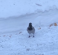 Kråke (Corvus cornix)